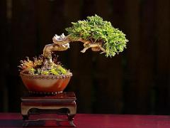 149 BONZAI A MAULEVRIER 2016_000015